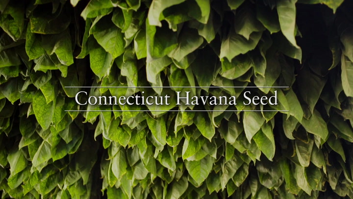 From the Farm: Nick Melillo Talks Connecticut Havana Seed