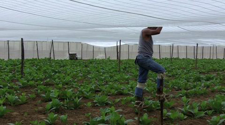See How Shade Tobacco Is Grown In Cuba