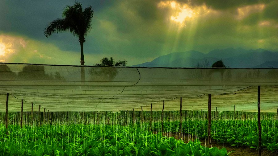 Hail Destroys Acres Of Fuente Fuente OpusX Wrapper Leaf