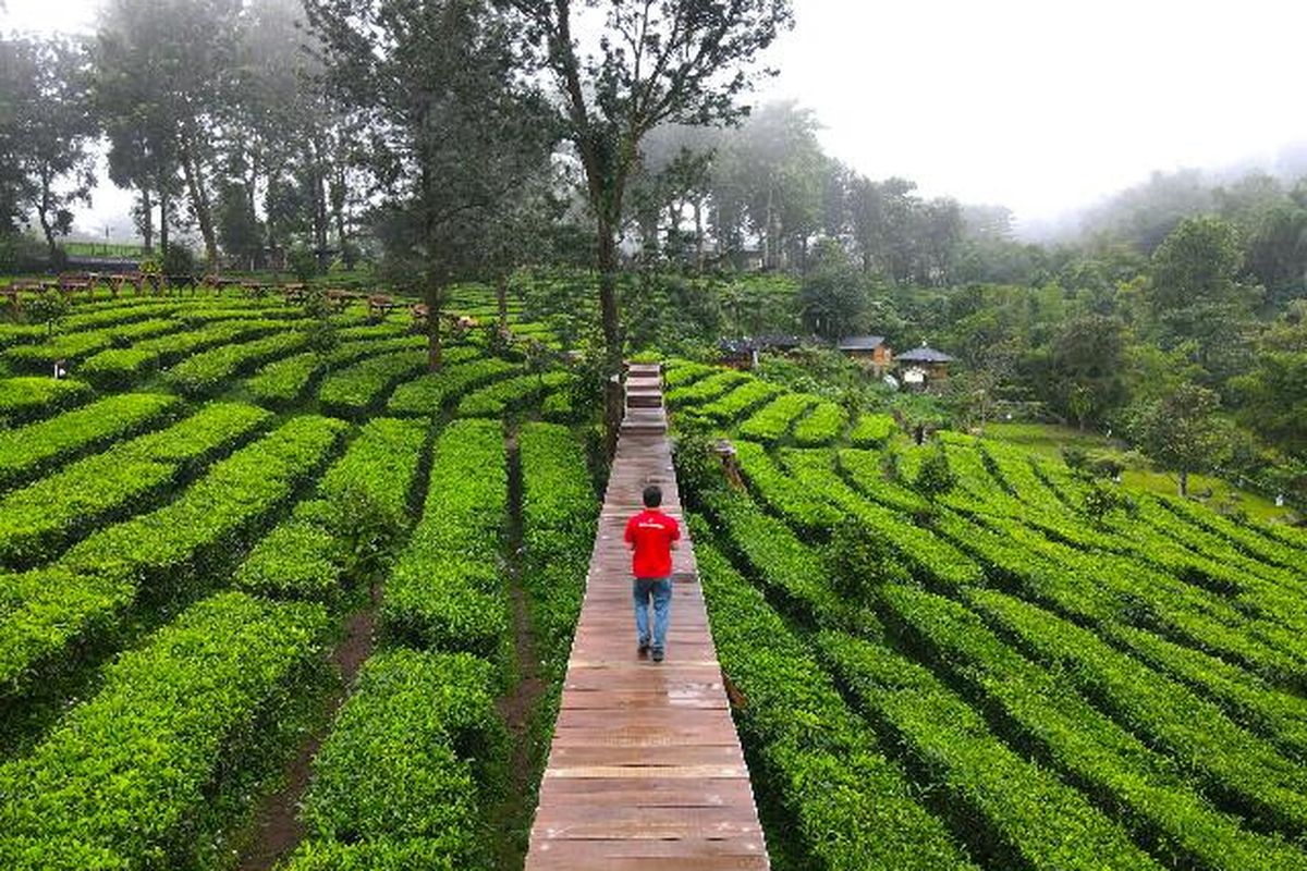 Panduan Lengkap Agrowisata untuk Menikmati Pertanian, Edukasi Alam, serta Mendukung Perekonomian Berkelanjutan