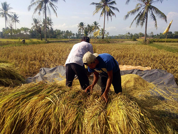 Kebijakan Pangan: Panduan Lengkap Memahami Konsep, Tujuan, Jenis, Implementasi, dan Dampaknya terhadap Ketahanan serta Kesejahteraan Masyarakat